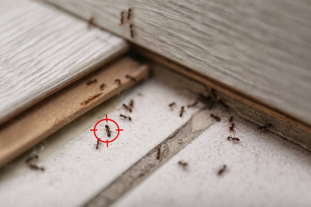 Best Cockroach Control Services  in Streamwood, IL