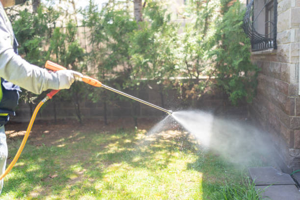 Wasp Removal Services in Streamwood, IL