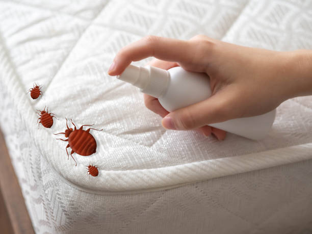 Best Ant Control Services  in Streamwood, IL